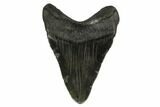Fossil Megalodon Tooth - Georgia #145437-1